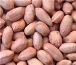 Bold Peanut 70/80